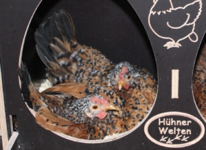 Wie lange brüten Hühner?