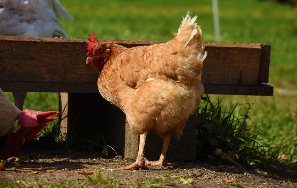 Hindernisse im Freilauf zur Beschäftigung der Hühner