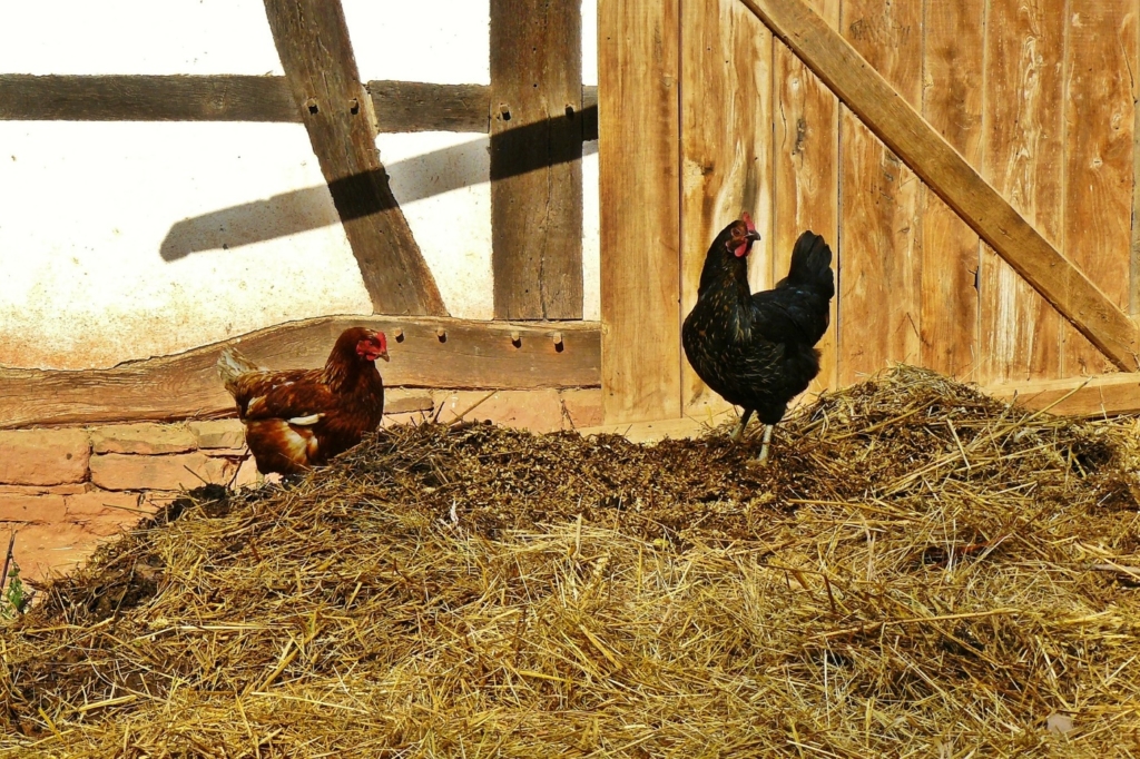 Hühner auf dem Mist - Kompost
