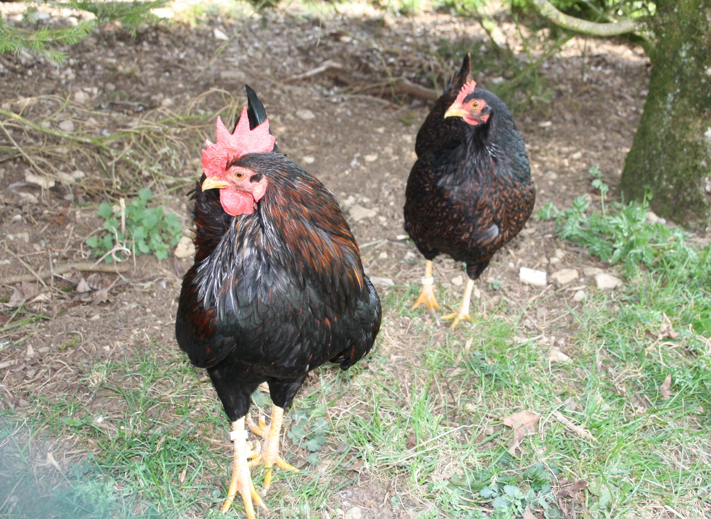 Barnevelder Hühner Legeleistung und Besonderheiten in der Haltung