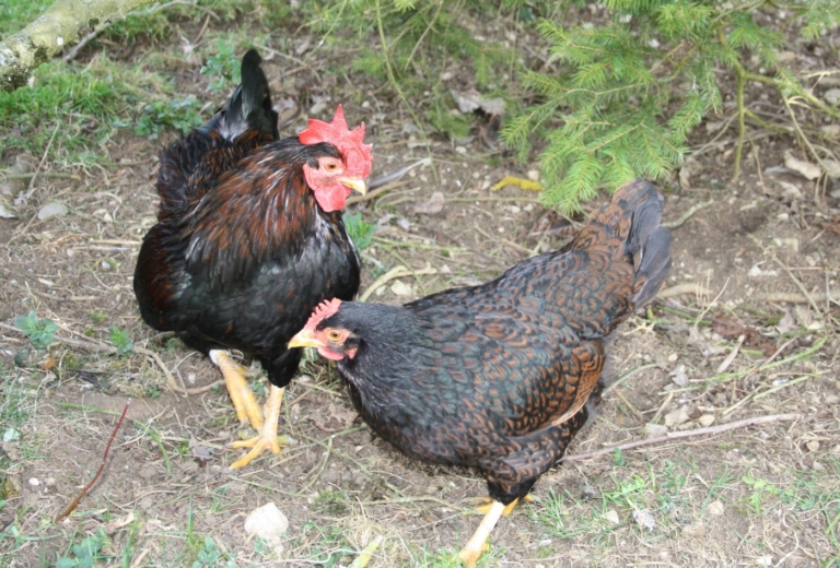 Barnevelder Hühner Legeleistung und Besonderheiten in der Haltung