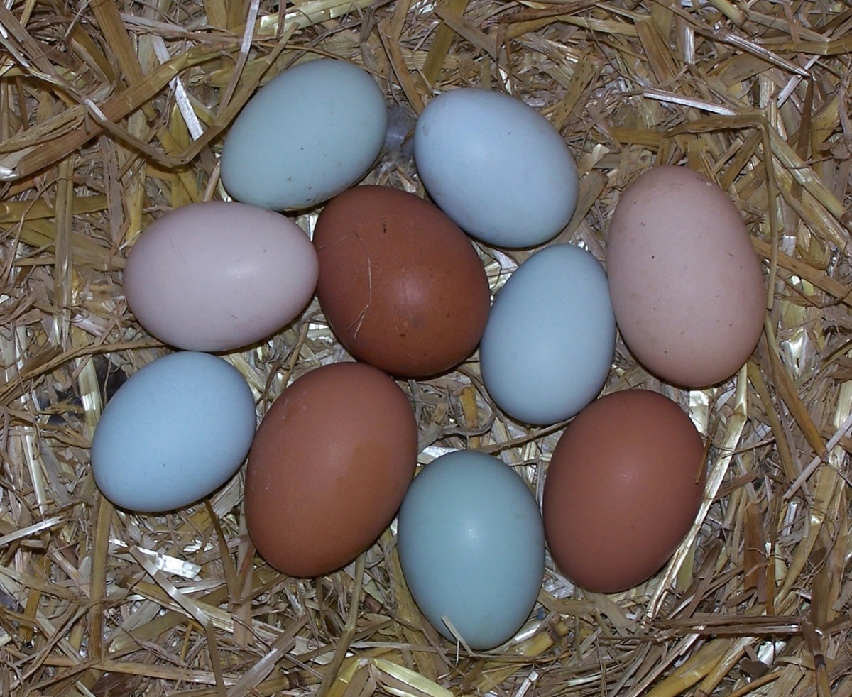 Grünleger Huhn auf einen Blick Legeleistung, Haltung und Tipp