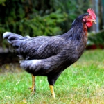 Grünleger Huhn