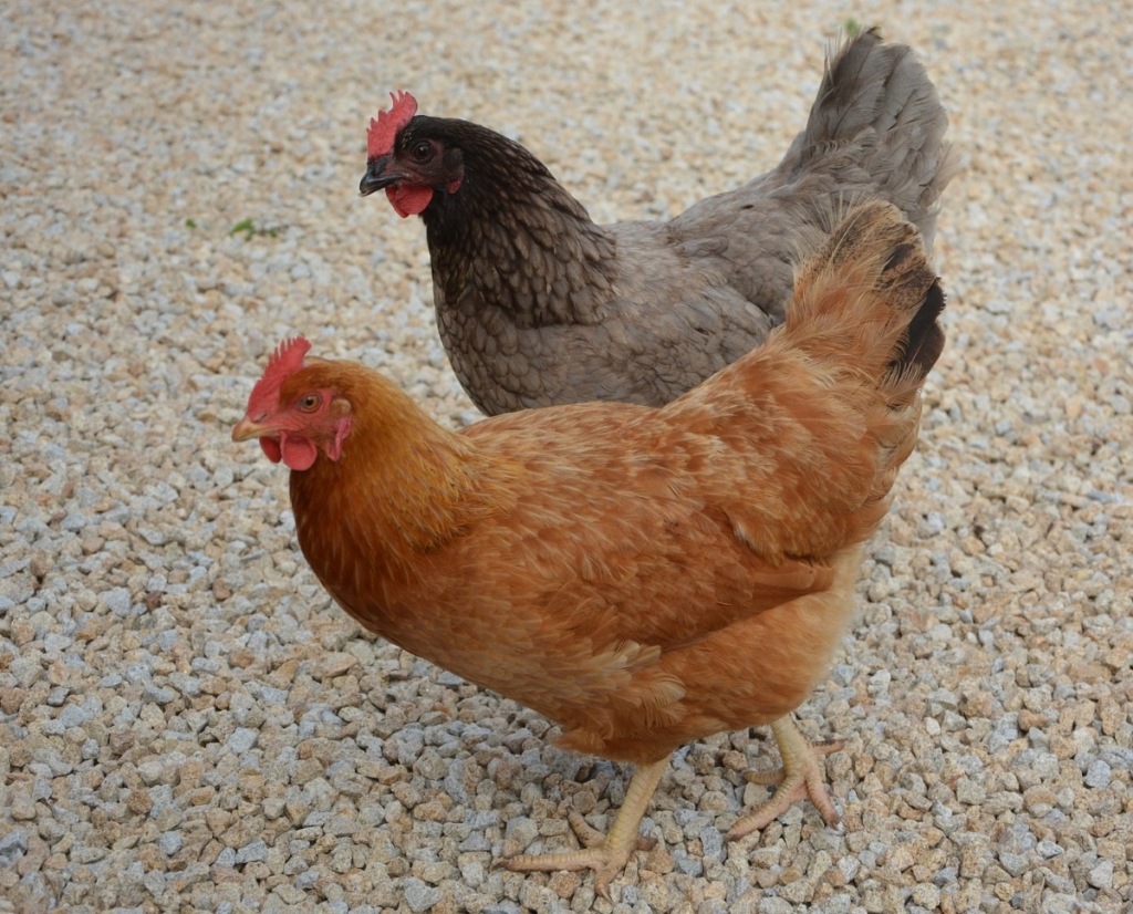 Farben der Grünleger Hühner