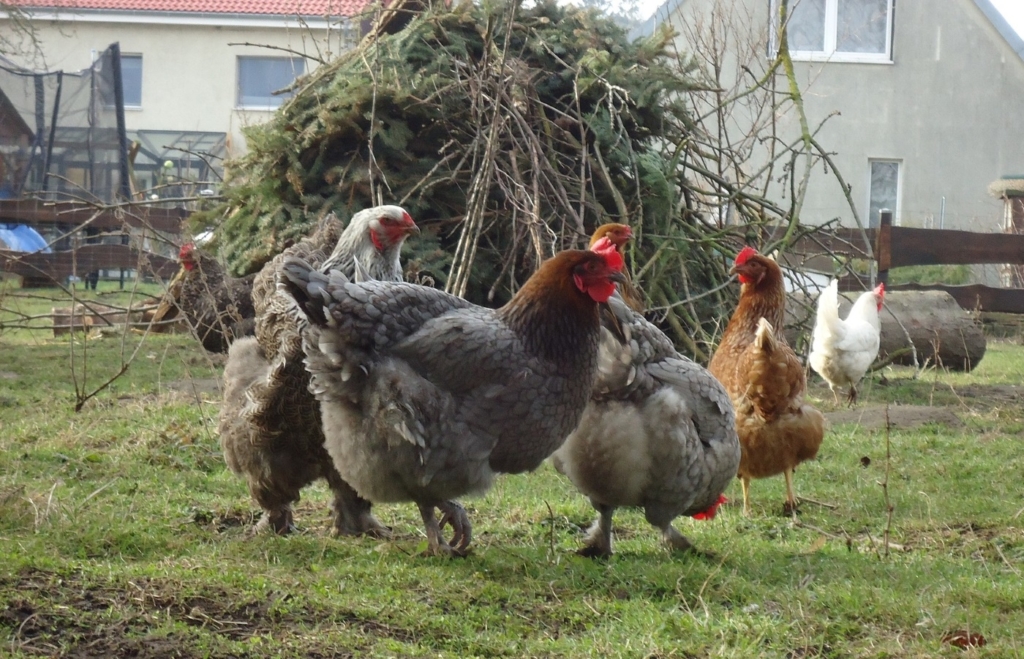 Hühnerrassen mit blauem Gefieder