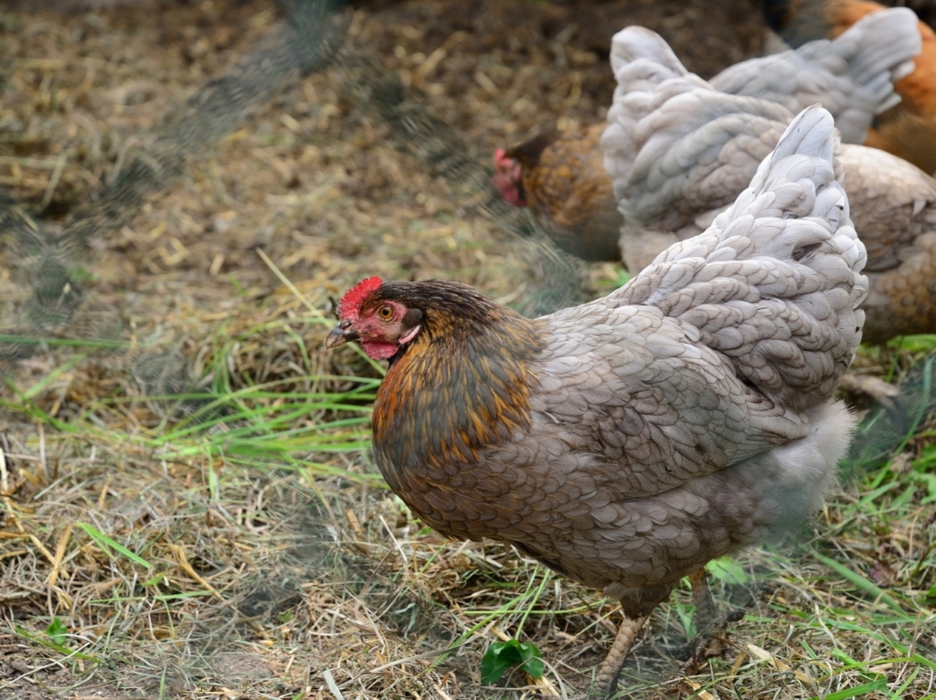 Königsberger Hühner mit brauner Halsbefiederung