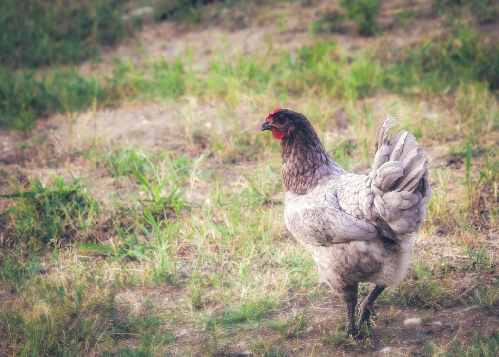 Königsberger Hühner Legeleistung und Eier