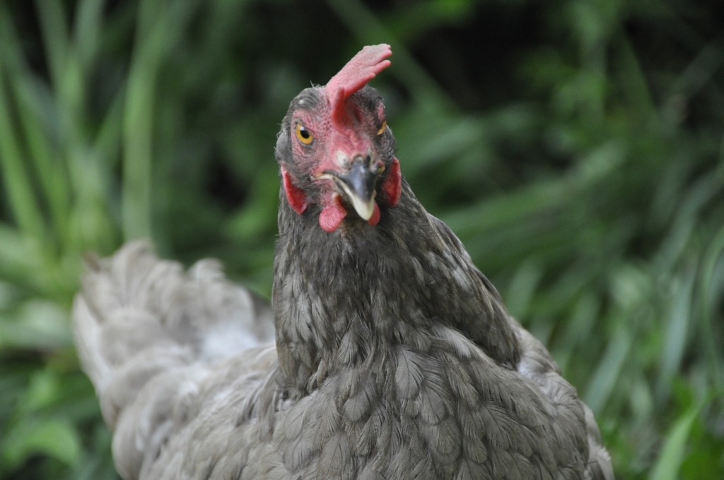 Charakter des Königsberger Huhn