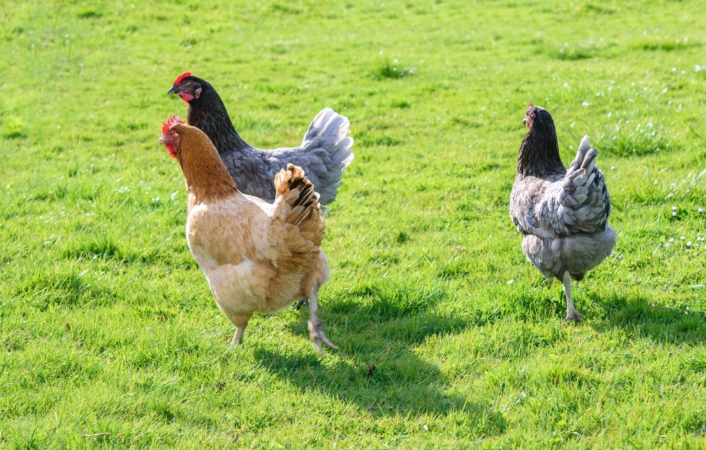 Namensgebung dieser grauen Hybridhühner