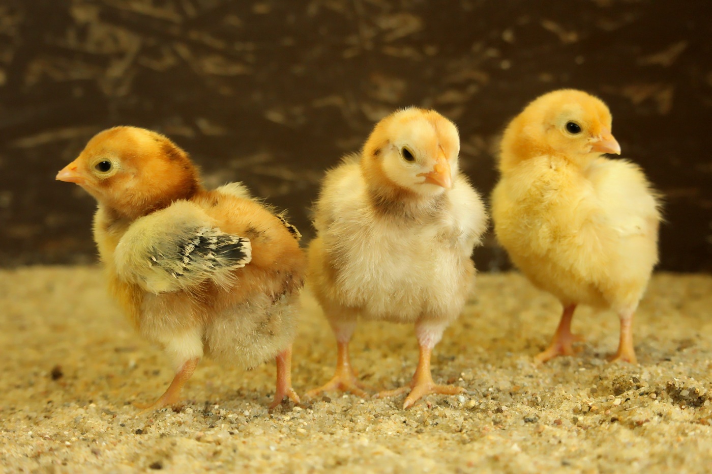 Küken kaufen Wo kann man Hühnerküken kaufen? => 3 Quellen