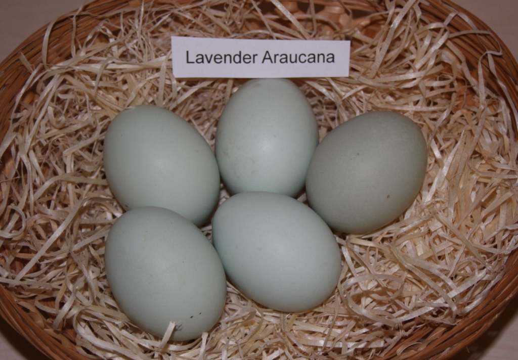 Blaue Eier der Lavender Araucana