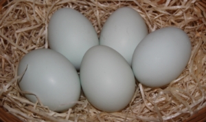 Blauleger Hühner - Welche Rassen legen blaue Eier?