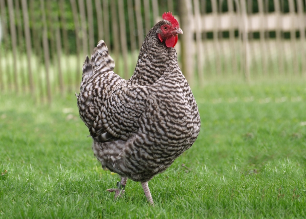 Blausperber Zwiehuhn - Fleisch und Schlachten