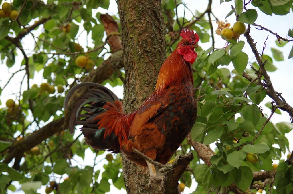 Flugfreudige Hühnerrassen