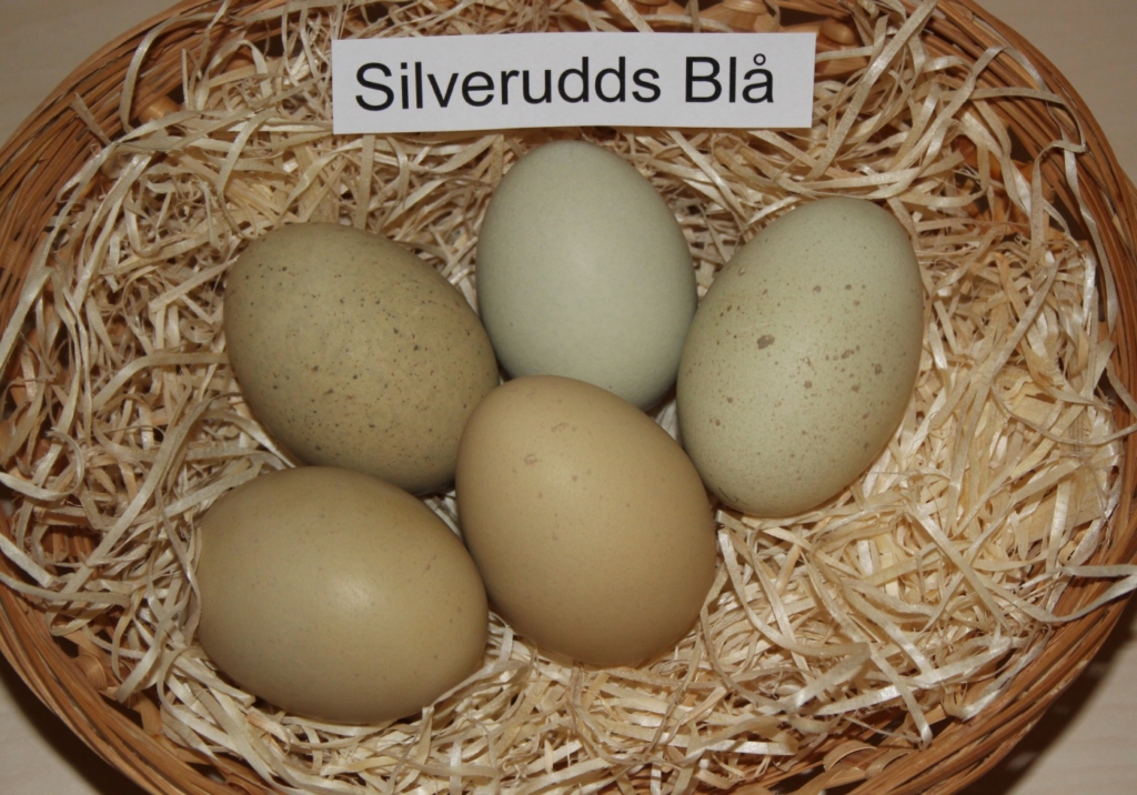 Silverudds Bla - Hühner die blaue Eier legen