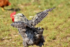 Können Hühner fliegen