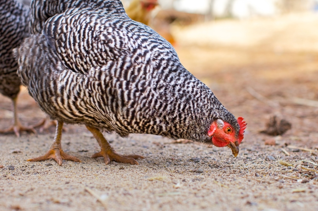 Sperber Hühner - Futter und Ernähung