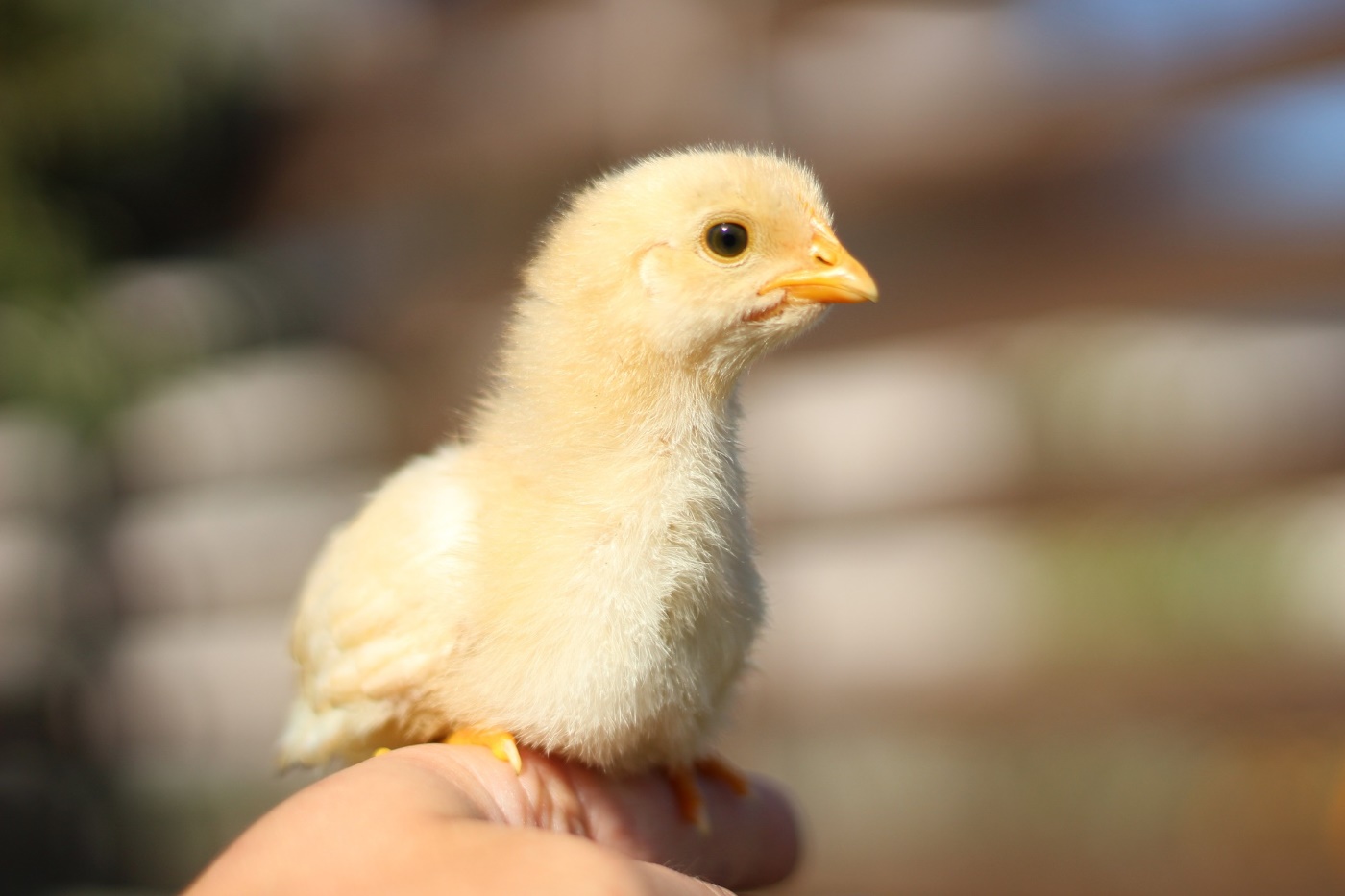 Küken kaufen Wo kann man Hühnerküken kaufen? => 3 Quellen
