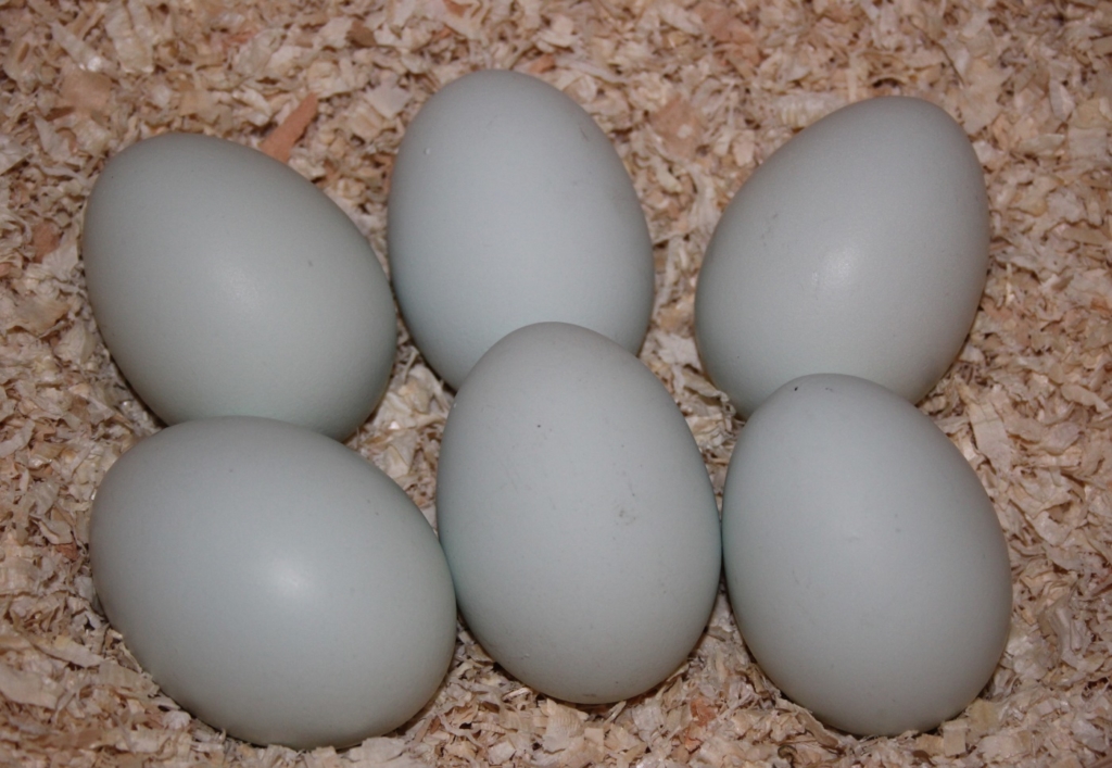Wie entstehen blaue Eier