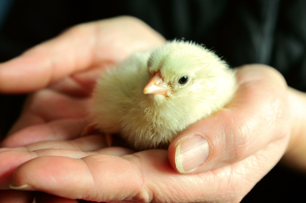 Züchter verkauft Hühnerküken