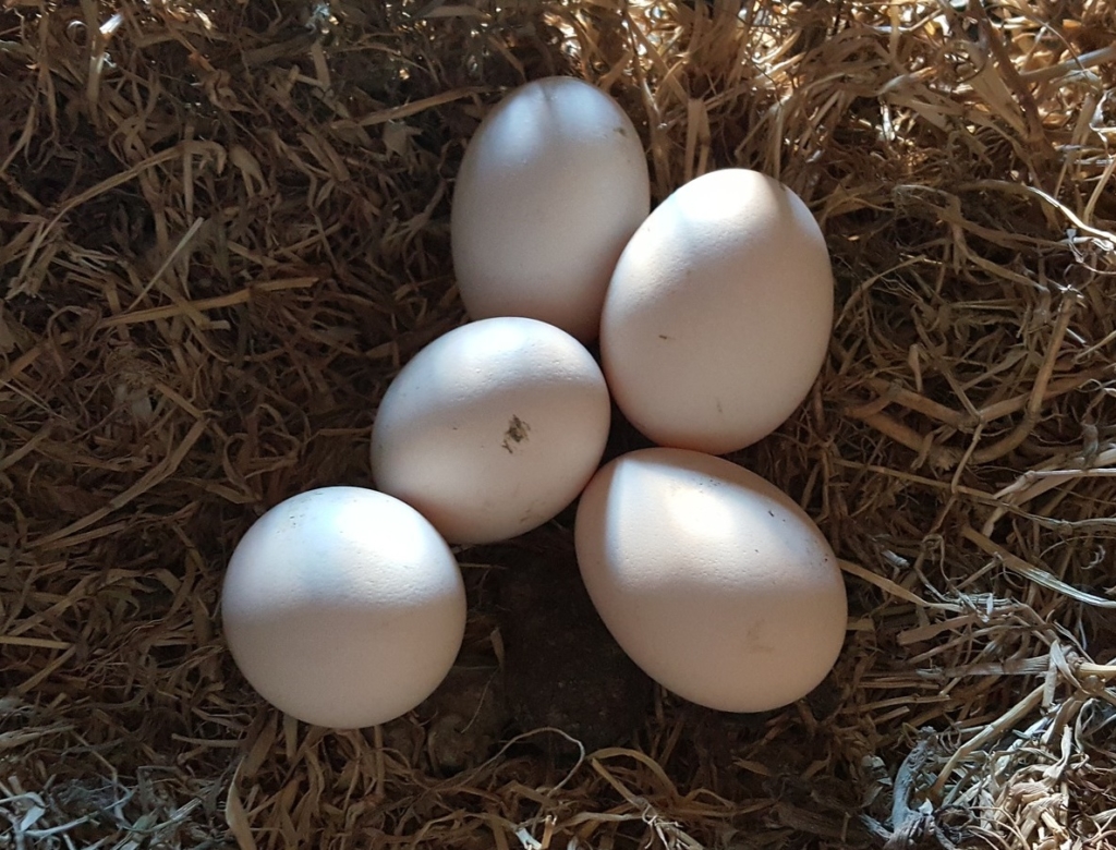 Eier und Legeleistung der Hühnerrasse Brakel