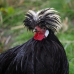 Paduaner Huhn