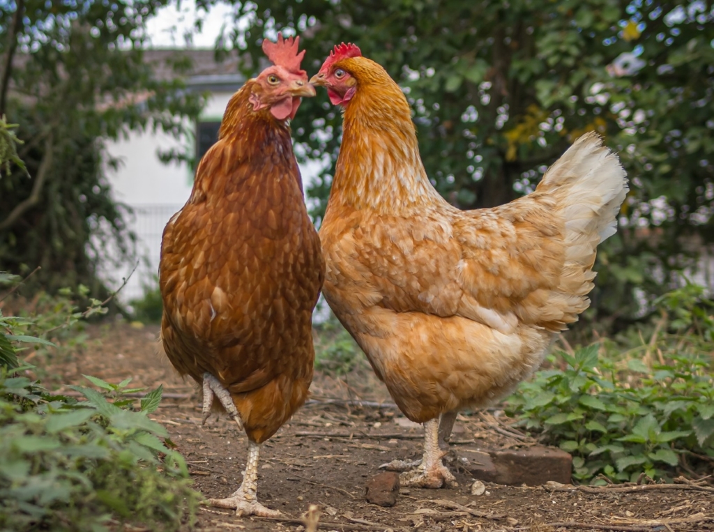 Braune Hühner - Hybriden unterschiedlicher Züchter