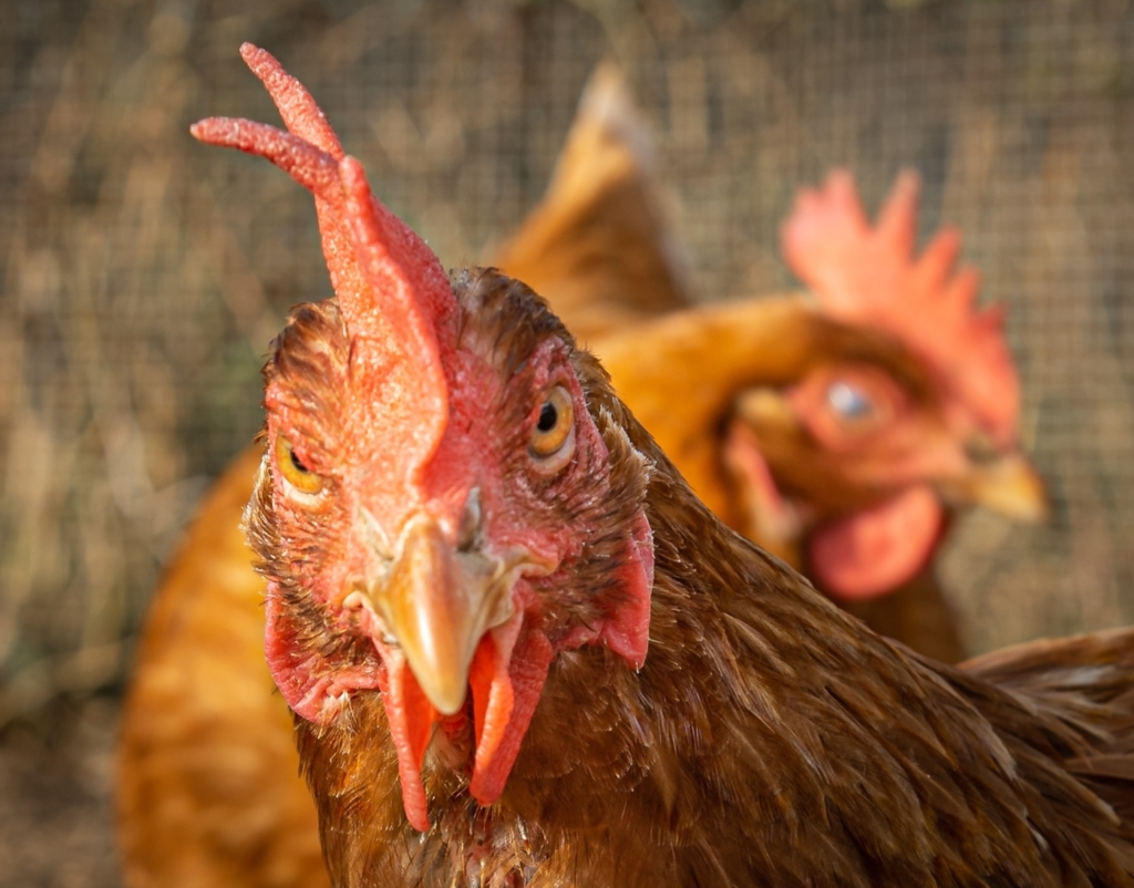 Tetra Huhn - Legehühner