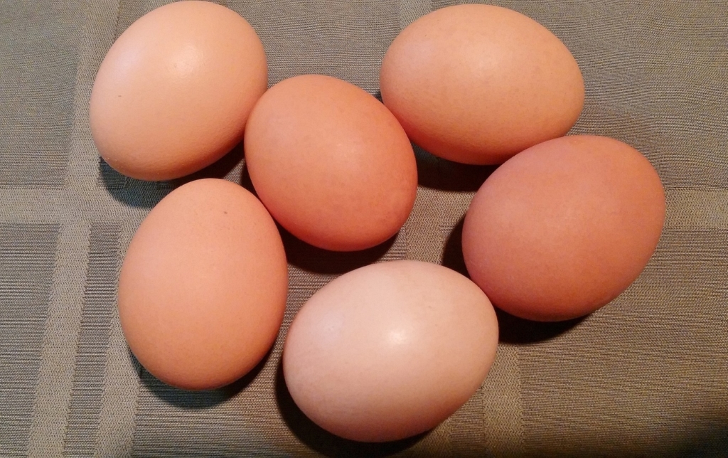 Eier der Bovans Hühner